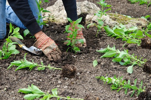 Local transfer station handling separated landscaping materials